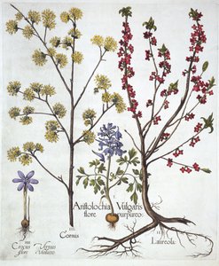 Corydalis, Daphne mezereum, cerezo cornalino y azafrán de primavera, de Hortus Eystettensis, por Basil Besler, pub. 1613