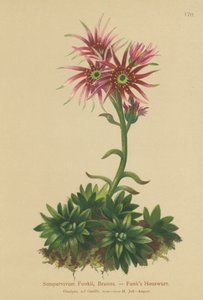 Gallinas y pollitos de Funk (Sempervivum Funkii) de German School