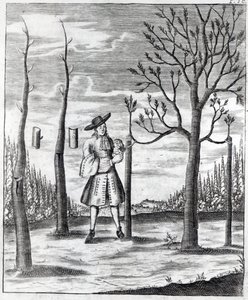 Jardinería y enfermedades de las plantas, una ilustración de 