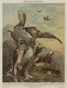 Aves rapaces alemanas de German School