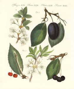 Tipos de frutas alemanas de German School