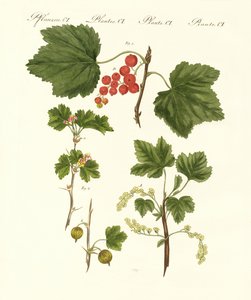 Tipos de frutas alemanas de German School