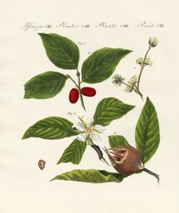 Tipos de frutas alemanas de German School