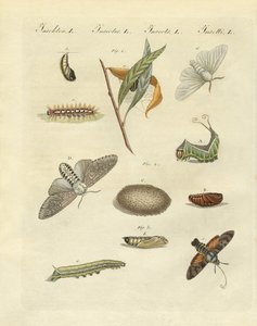 Mariposas nocturnas alemanas de German School