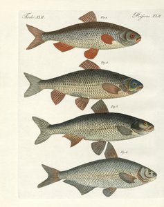 Peces de río alemanes de German School