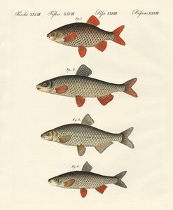 Peces de río alemanes de German School