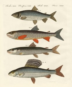 Peces de río alemanes de German School