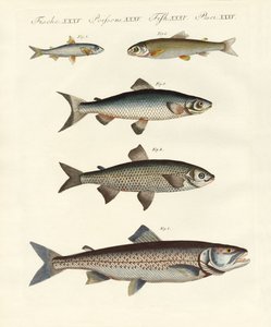 Peces de río alemanes de German School