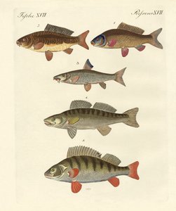 Peces marinos alemanes de German School