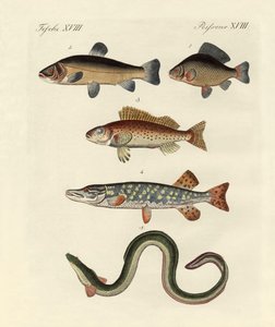 Peces marinos alemanes de German School