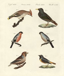 Aves cantoras alemanas de German School