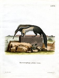 Oso Hormiguero Gigante de German School