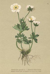 Glaciar Crowfoot