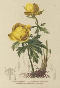 Globo de flor (Trollius Europaeus)
