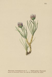 Rampion de cabeza globular (Phyteuma hemisphaericum) de German School