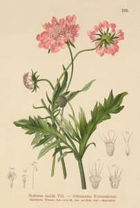 Escabiosa brillante (Scabiosa lucida)