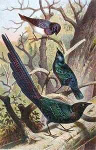 Estorninos brillantes, lámina de "Brehms Tierleben: Allgemeine Kunde des Tierreichs", vol.4, p.392, publicado por Bibliographisches Institut de German School