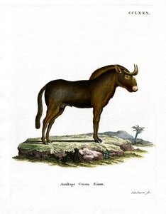 Ñu