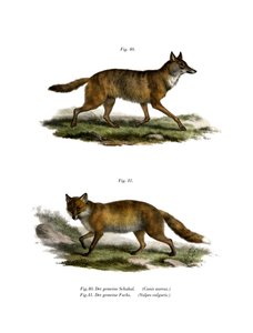 Chacal dorado, 1860 de German School