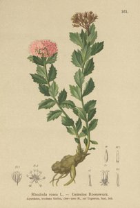 Raíz dorada (Rhodiola rosea) de German School