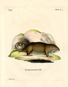 Tucotuco de German School