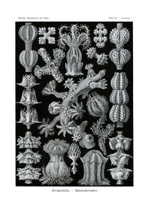 Gorgonida, 1899-1904 de German School