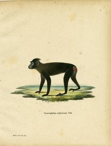 Macaco de Gorontalo de German School