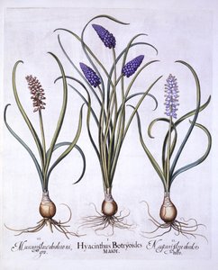 Jacintos de Uva, de Hortus Eystettensis, por Basil Besler, pub. 1613 de German School