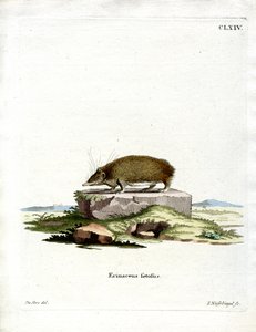 Tenrec Mayor