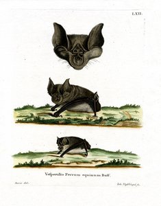 Murciélago de Herradura Mayor de German School