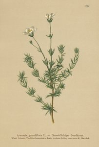 Sandwort mayor de German School