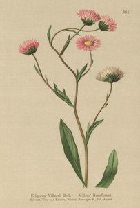 Erigeron griego (Erigeron Villarsii, Erigeron atticus) de German School