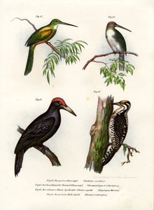 Jacamar Coliverde, 1864 de German School