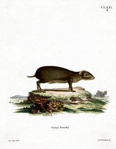 Acuchi Verde