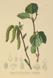 Aliso verde (Alnus viridis) de German School
