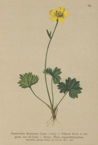 Ranúnculo de Greniers (Ranunculus Breynius, Ranunculus Villarsii, Ranunculus grenierianus)