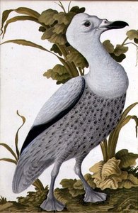 Ganso gris, c.1740 de German School