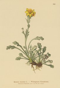 Senecio gris (Senecio incanus)