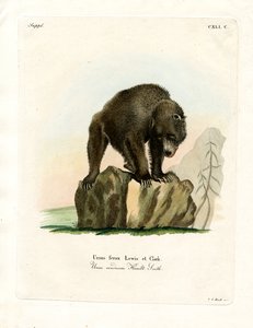 Oso Grizzly de German School