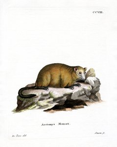 Marmota