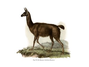 Guanaco, 1860
