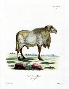 Oveja de Guinea de German School