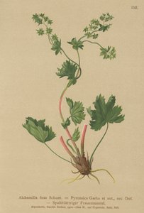 Alquimila sin pelos (Alchemilla fissa, Alchemilla Pyrenaica)
