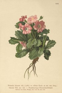 Primavera peluda (Primula hirsuta)