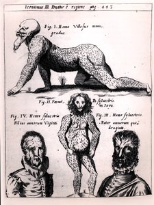 Hombre peludo y hombre salvaje, ilustración de Physica Curiosa de Gaspar Schott de German School