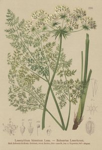 Laserpicio de Haller (Laserpitium hirsutum, Laserpitium halleri, Laserpitium panax) de German School