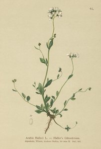 Berro de Haller (Arabis halleri) de German School