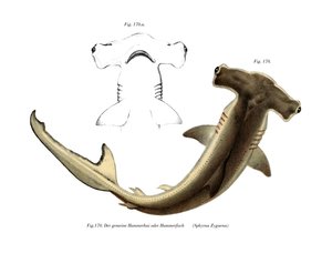 Tiburón martillo