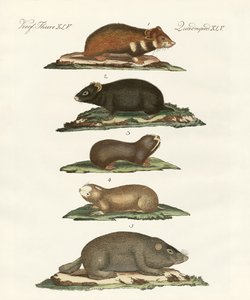 Hámsters y topillos de German School