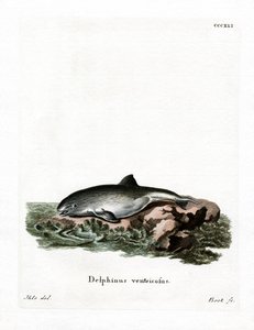 Marsopa común de German School